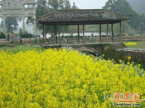 迷人的油菜花