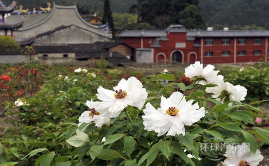 赏花踏春游