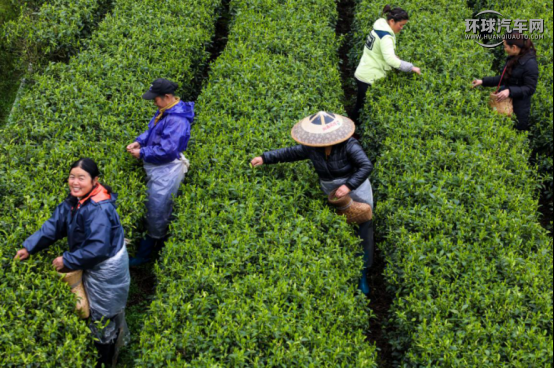 江南采茶季，风骏5尽早安排！